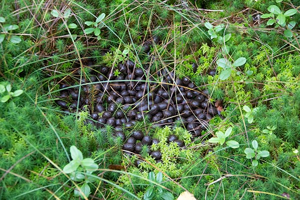 älgspillning