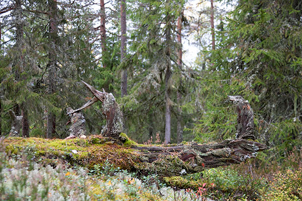naturskog