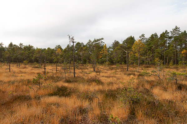 kloften
