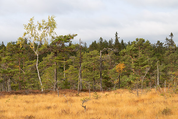 naturskog