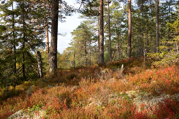 tallhällmark