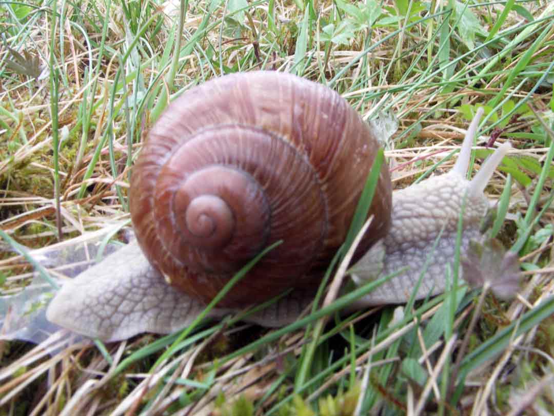 Vinbergssnäcka