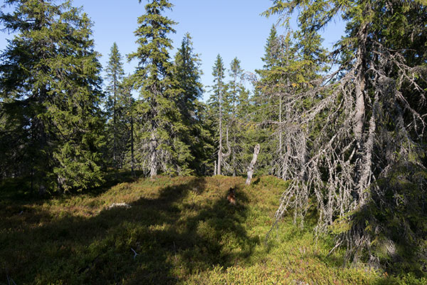 naturskog