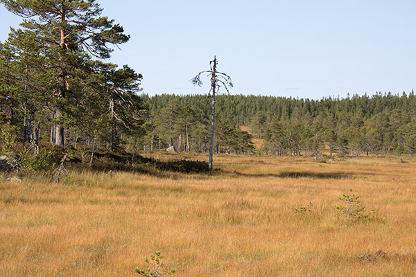 mangslidberget