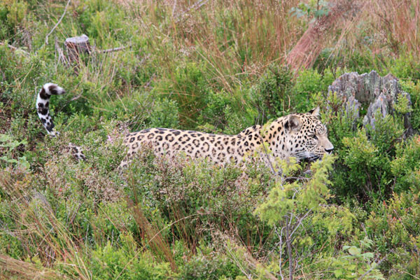 persisk leopard