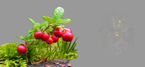 banner skog