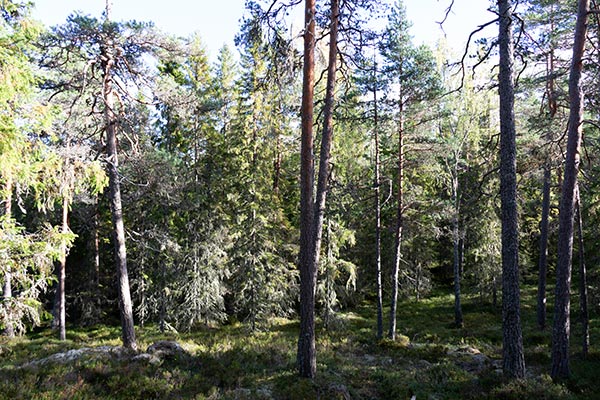 naturskog