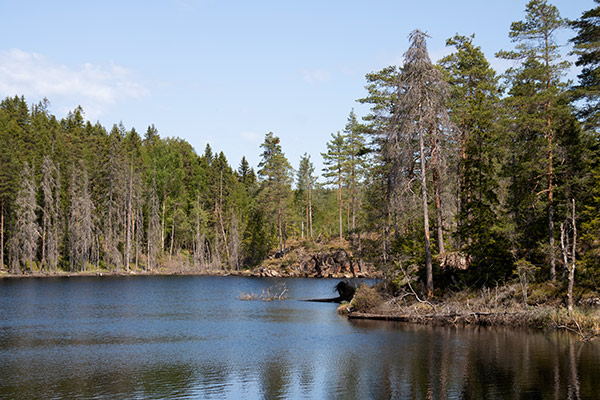 naturskog