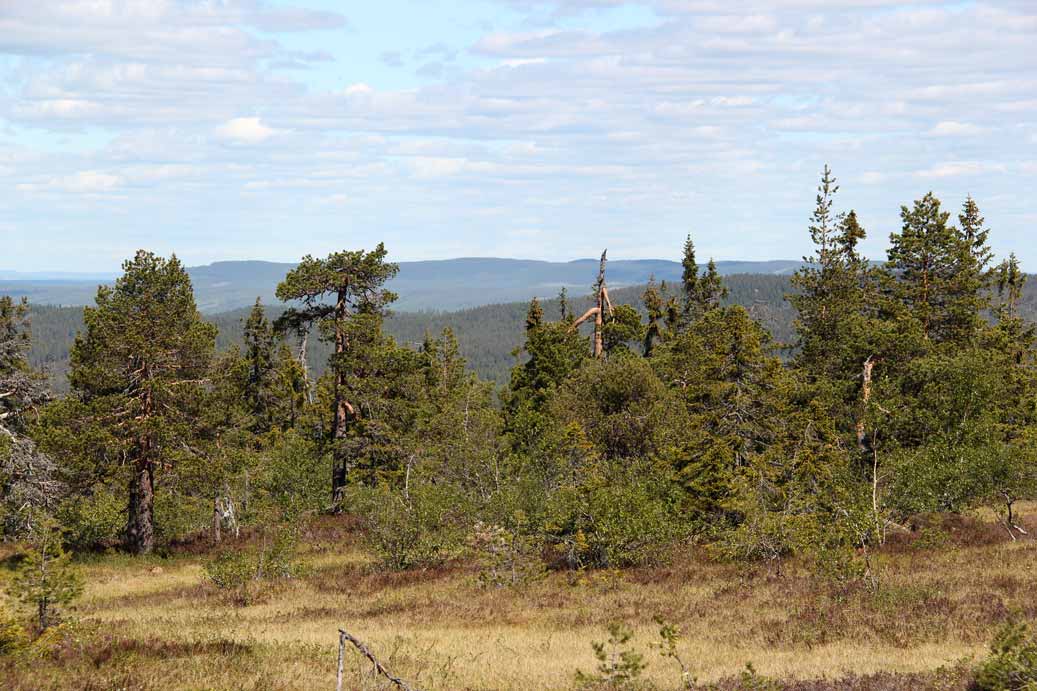 tallurskog