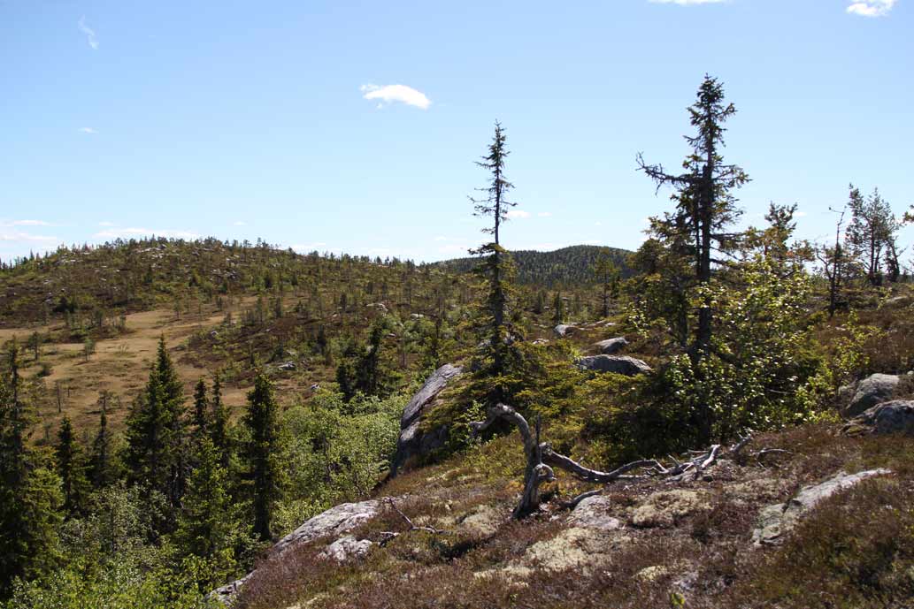 fjällskog