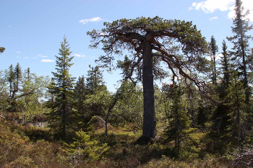 tallöverståndare