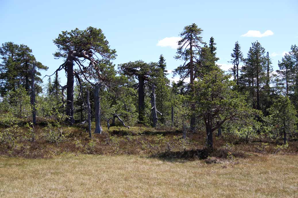 tallurskog