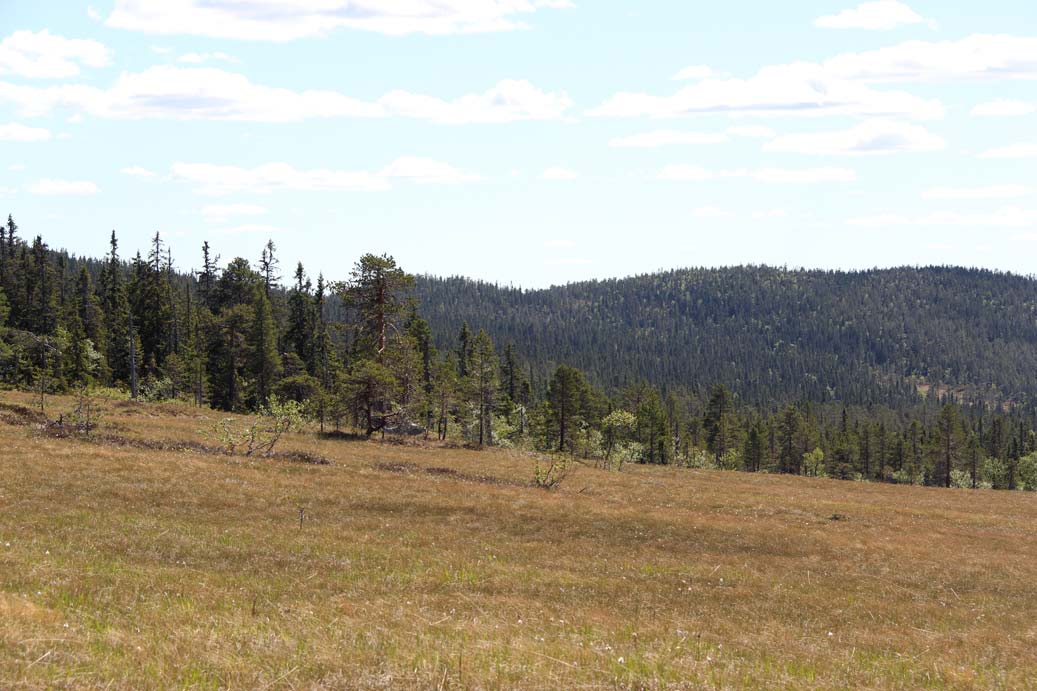 tandövarden