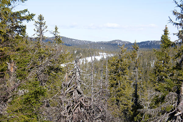 fjällgran