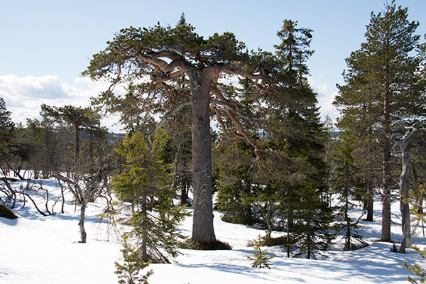 fjellskog
