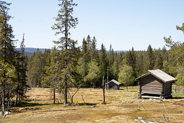 vardsätern