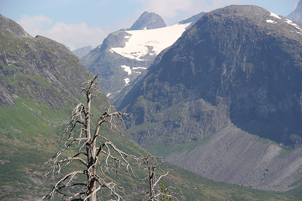fjällskog