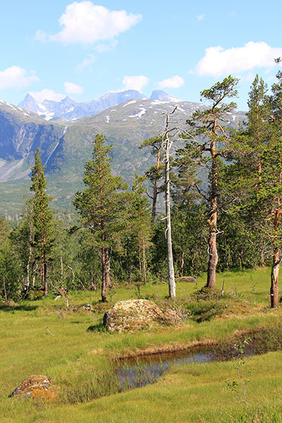 urskog