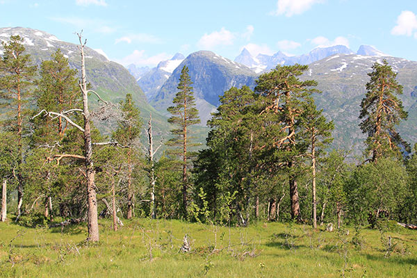 urskog