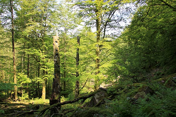 lövurskog