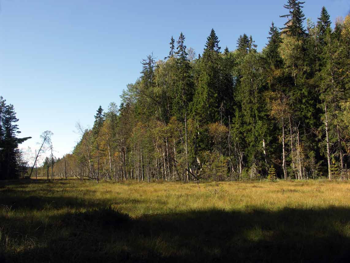 Naturskog Alken