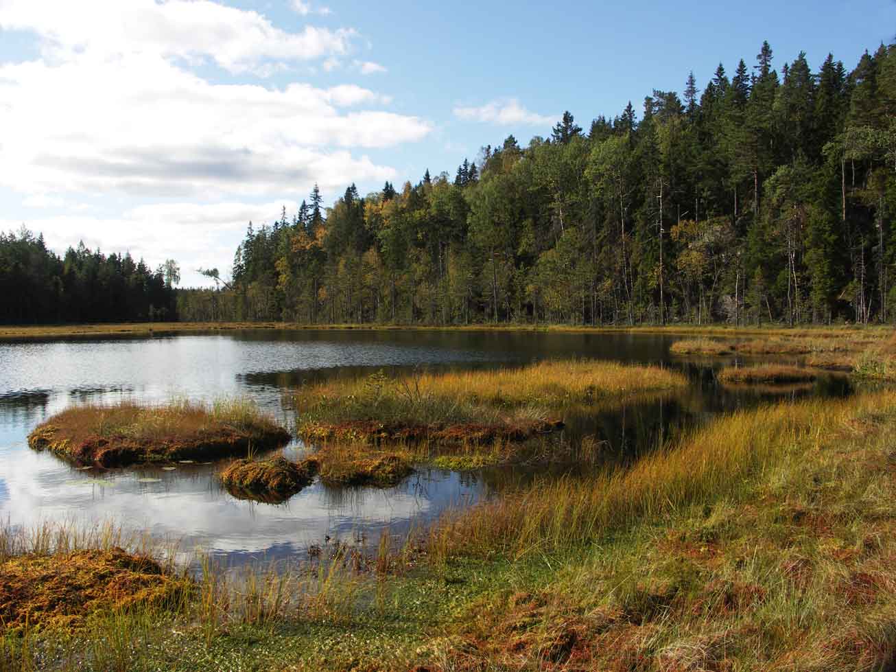 Skog halvardstjärn