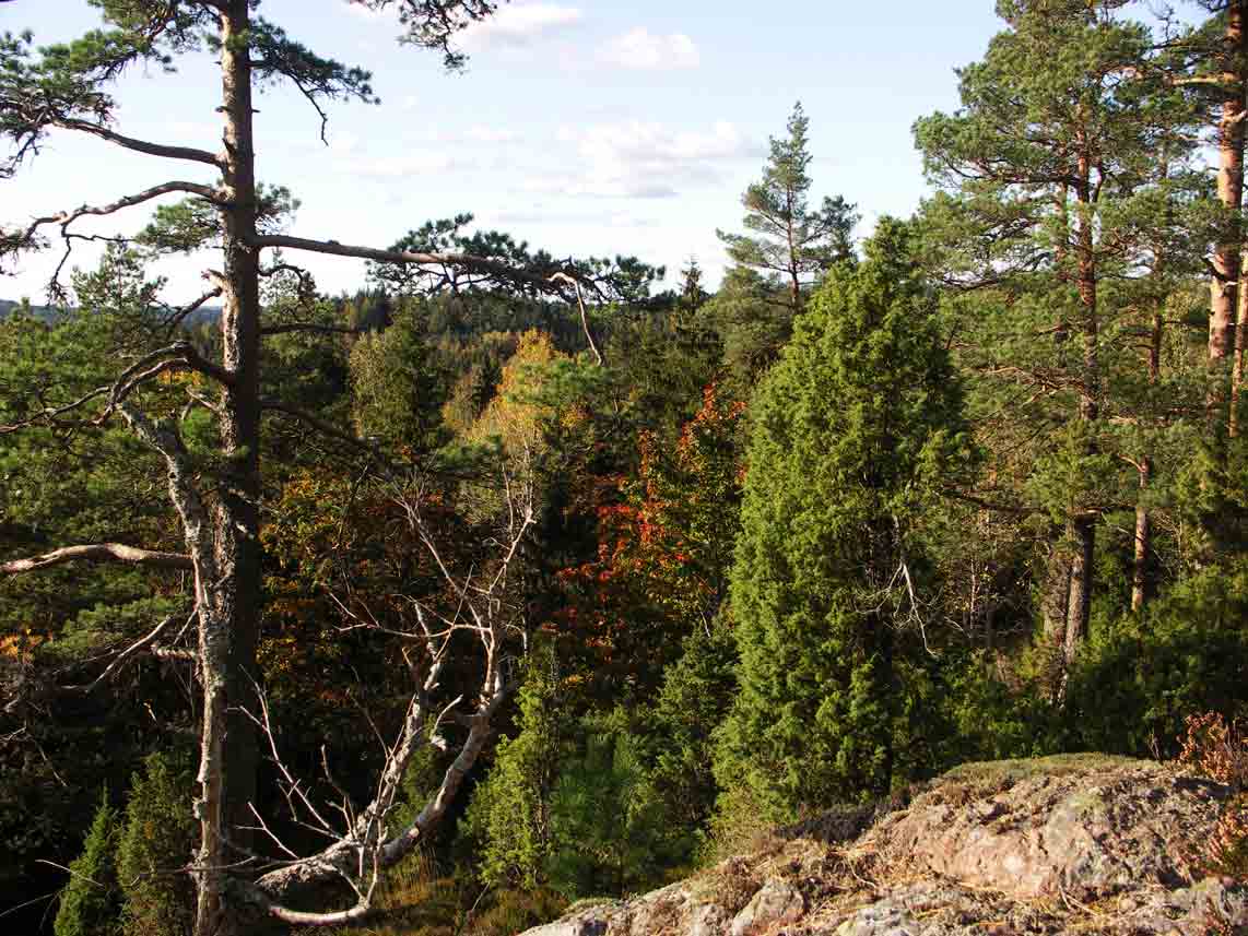 Baljåsen