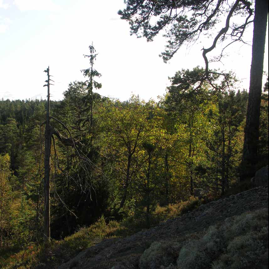 gammelskog