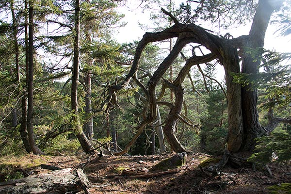 baljåsens naturreservat