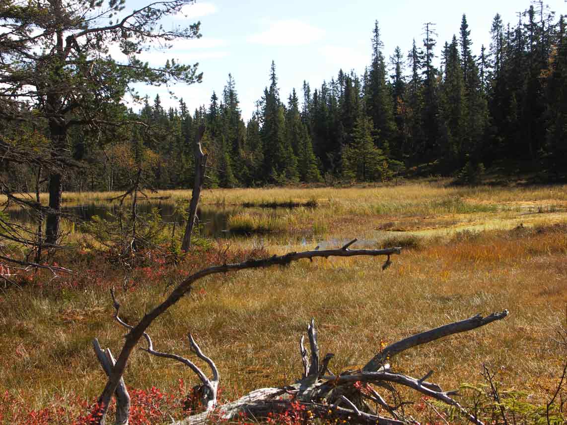 Naturskog Brånberget Naturreservat