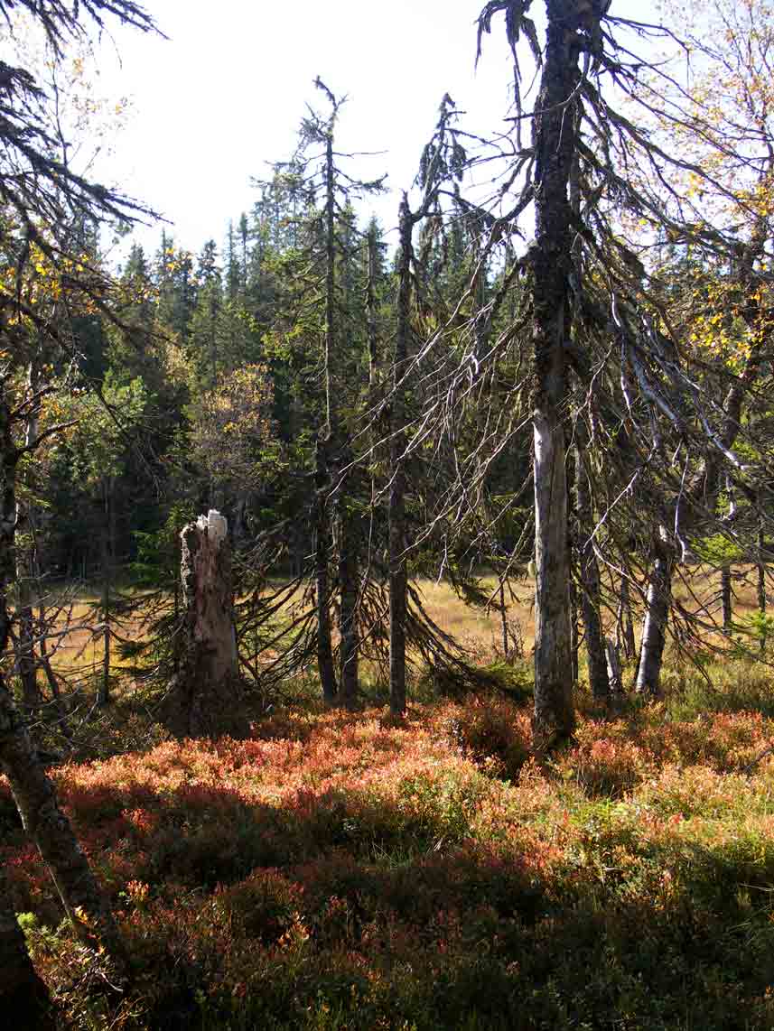 Naturskog Brånberget Naturreservat