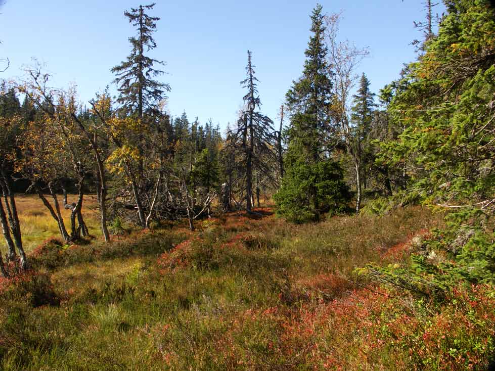 Naturskog Brånberget Naturreservat