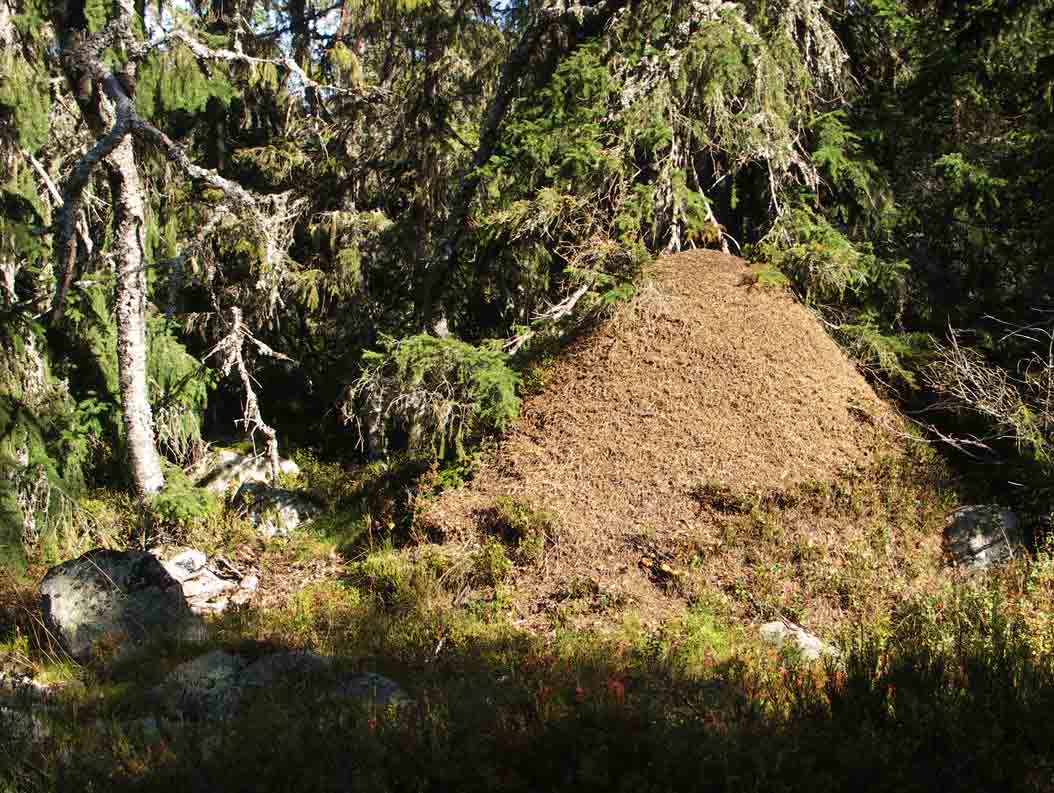 Myrstack Naturskog Brånberget Naturreservat