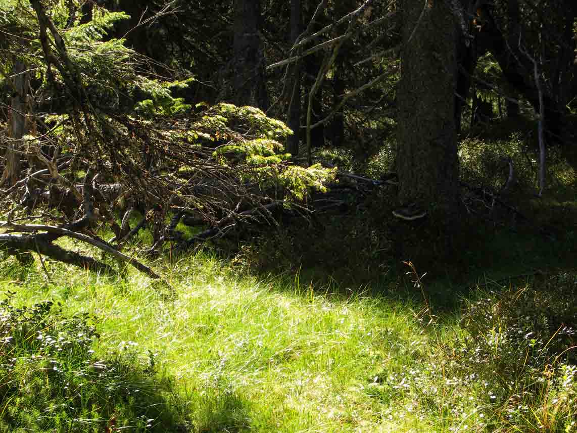 Naturskog Brånberget Naturreservat