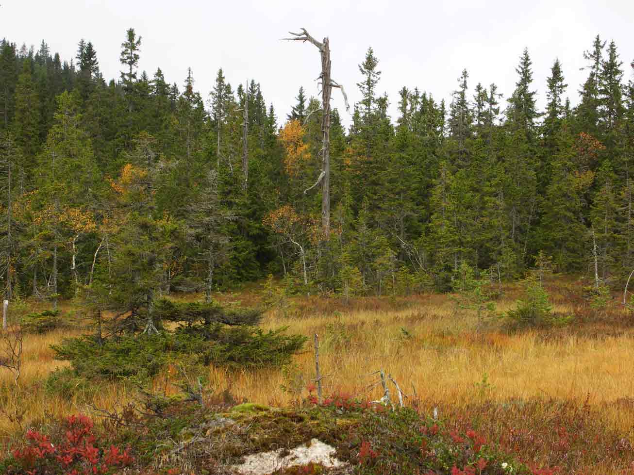 Torraka  Tall Naturskog Brånberget Naturreservat