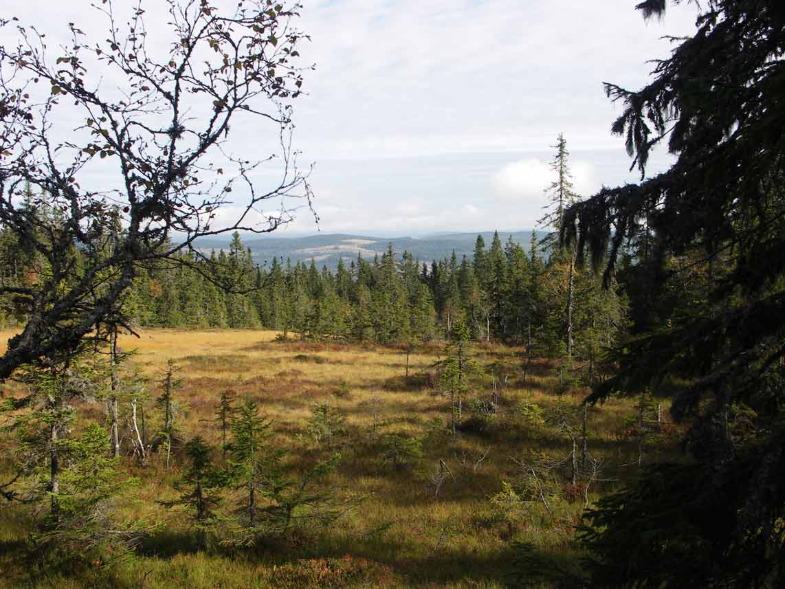 Myrmark Naturskog Brånberget Naturreservat