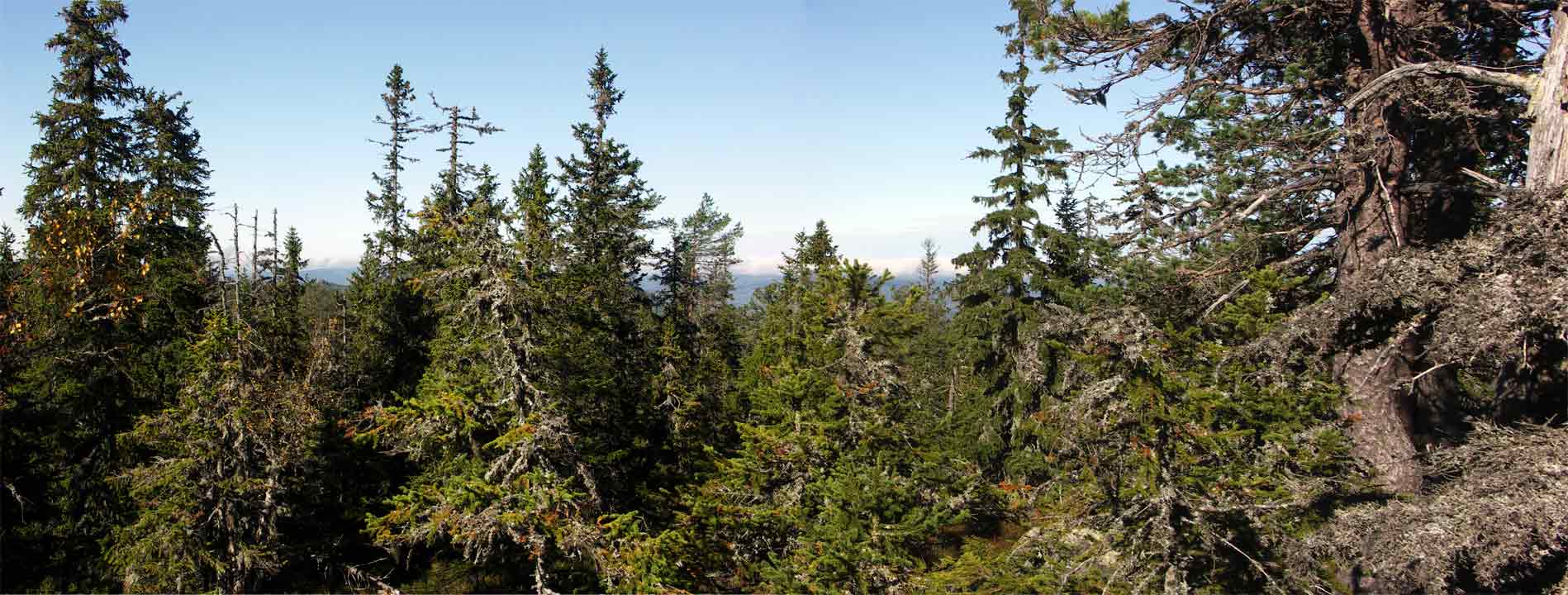 Panorama granurskog