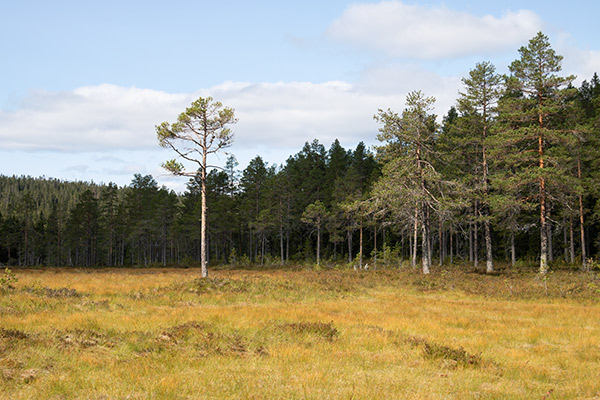 brånberget