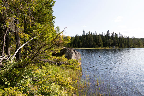 naturskog