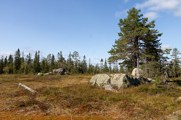 naturskog