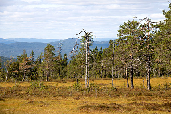 brånberget