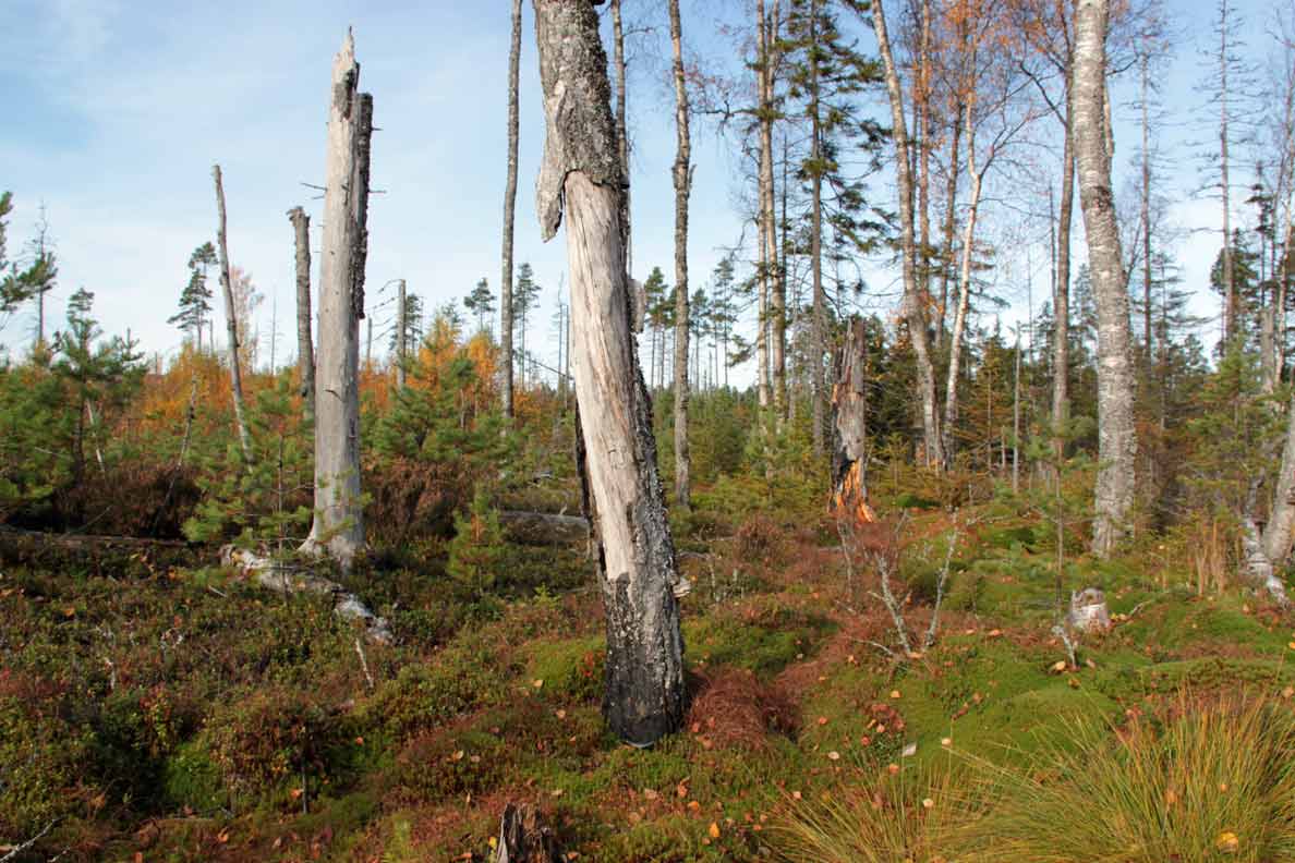 brännan