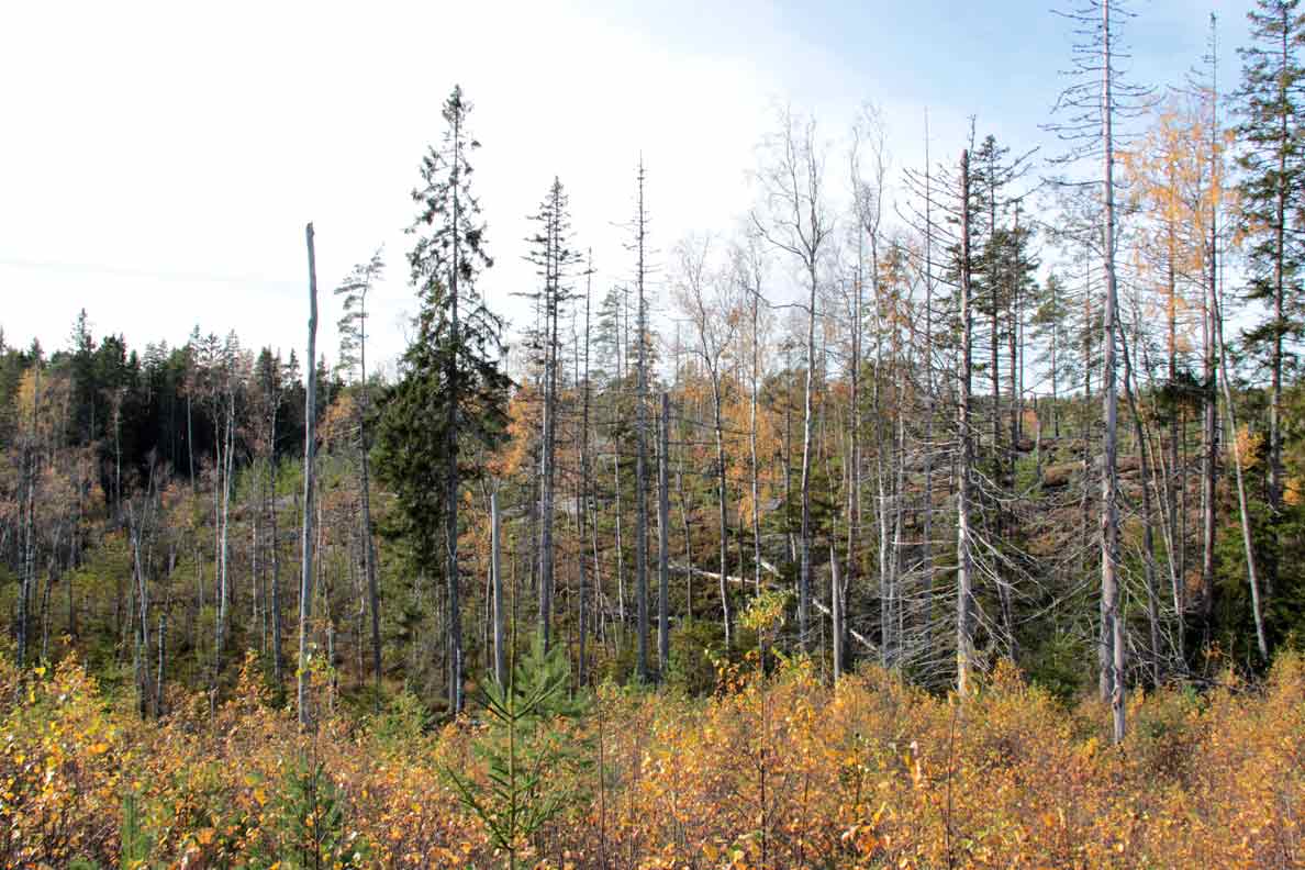 lövbränna
