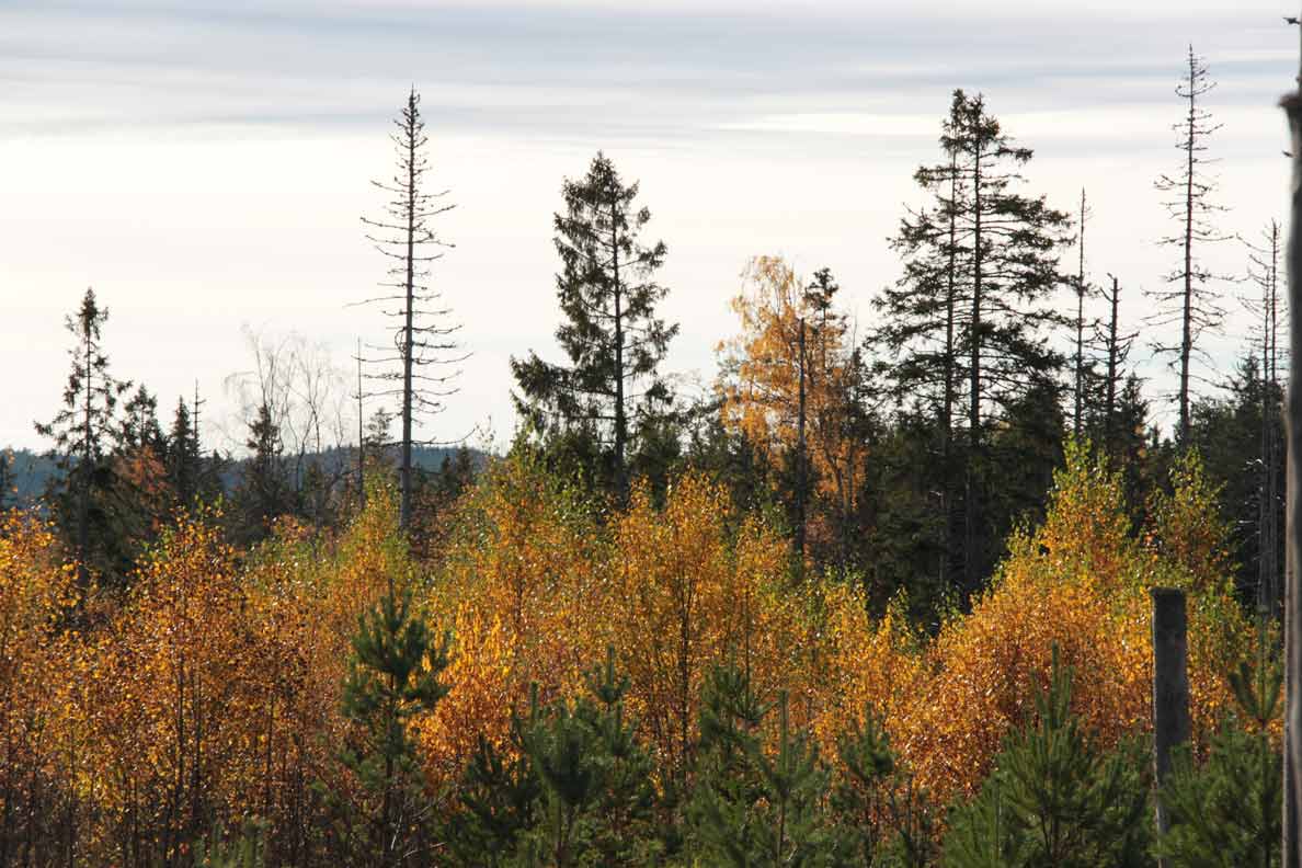 lövbränna