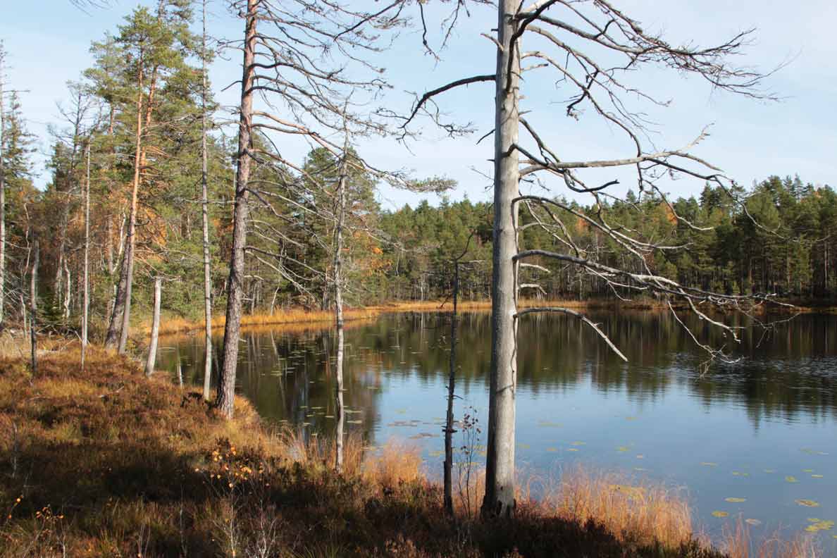 brännan