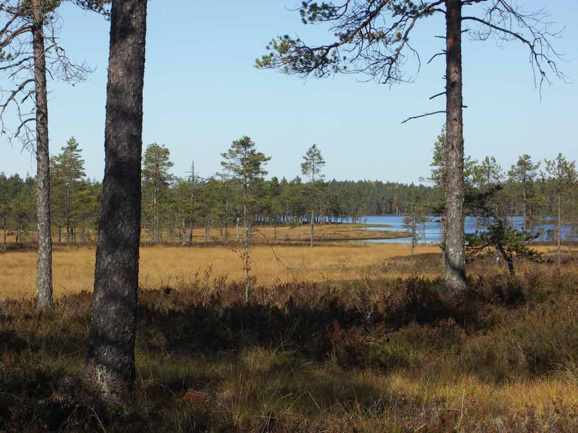 Særkilamp Myrlandskap