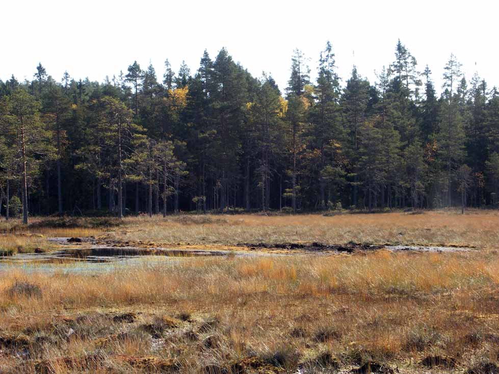 Særkilamp myrlandskap