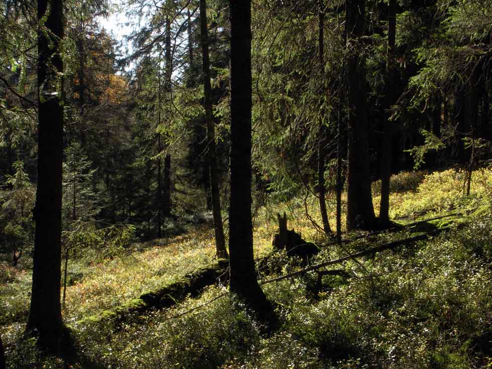 Særkilamp naturskog