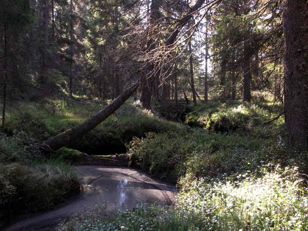 Særkilamp Naturskog bäckdråg