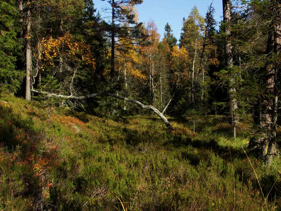 Særkilamp naturskog